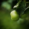 Az almafák metszése és védelme