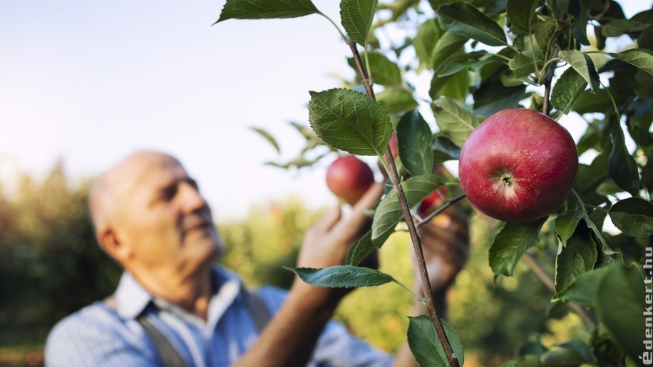 Szedd magad alma 2021: mutatjuk, hol juthatunk olcsóbban almához!