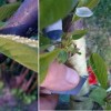 Gyümölcsfák szemzésének tavaszi munkálatai (képek lépésről-lépésre)
