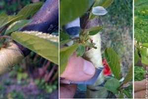 Gyümölcsfák szemzésének tavaszi munkálatai (képek lépésről-lépésre)