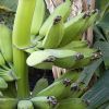 A banán termesztése