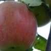 Ismerjük meg az almafákat! - A törpe Red Fuji almafa