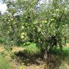 Ismerjük meg az almafákat! - A törpe Granny Smith almafa