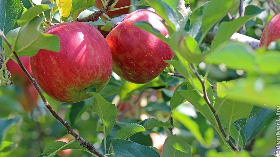 Ezek a legellenállóbb almafák