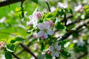 Az almafák ültetésének fortélyai