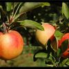Mire figyeljünk a törpe Gala almafa csemete választásakor?