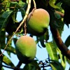 Mit kell tudni a mangó termesztéséről? - 1. rész