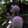 Mit kell tudni a mangó termesztéséről? - 2. rész