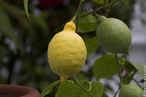 Hogyan neveljünk citrusfákat a házban?