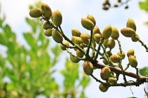 Pisztáciafa: jól bírja meleget és a szárazságot is