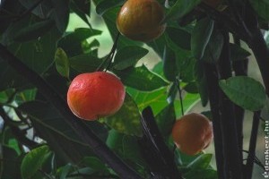 Hogyan neveljünk mandarinfát?