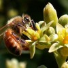 A méhek nem bírták a sok munkát: kevesebb lesz a gyümölcs idén
