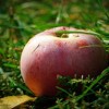 Rossz helyzetben van a magyar almatermesztés