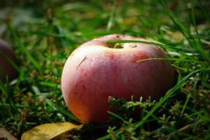 Rossz helyzetben van a magyar almatermesztés