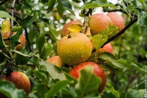 Lehet-e már januárban megmetszeni az almafát?