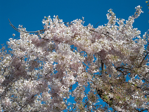 A Yoshino cseresznyefa