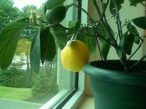 citromfa-ablakban