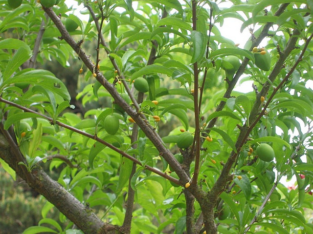 Santa Rosa szilvafa