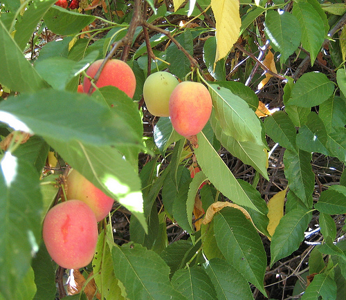 Burbank cseresznyefa
