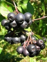 Sorbus ´Likjornaja´