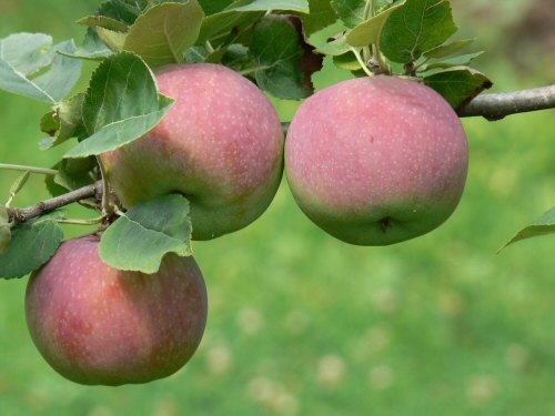 Mi mindenre jó az alma? 5 különleges hasznosítás