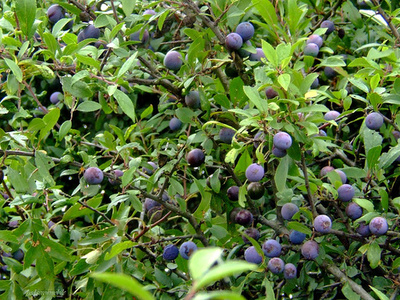 Kökény-Prunus-spinosa