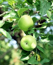 Zöld alma - nálunk kipirul?