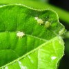 A zöldpaprikát megtámadó kártevők és betegségek