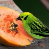 Hogyan védjük meg gyümölcseinket a madaraktól? - 1. rész