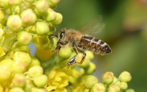 Miért legyünk jóban a méhekkel?