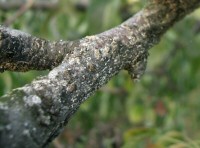 Téli lemosó permetezés a gyümölcsösben