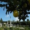 300 éves citrusfák