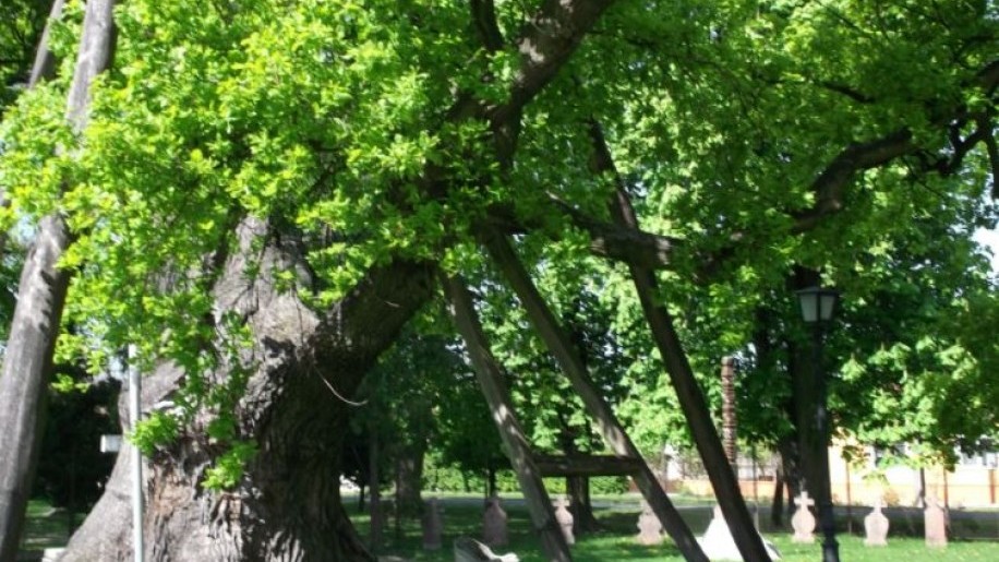 Kocsányos tölgyek Magyarország legöregebb fái