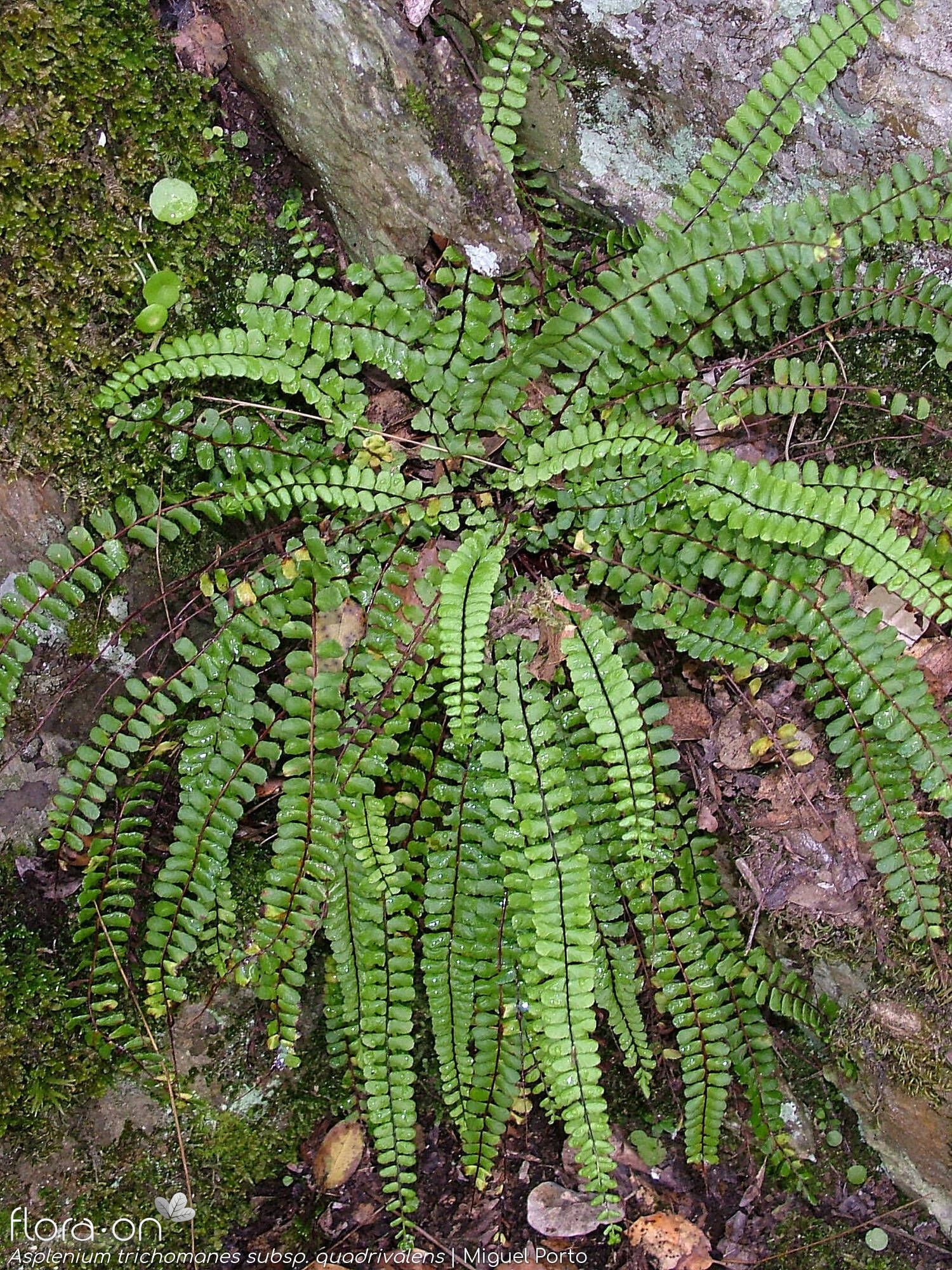 Aranyos fodorka
