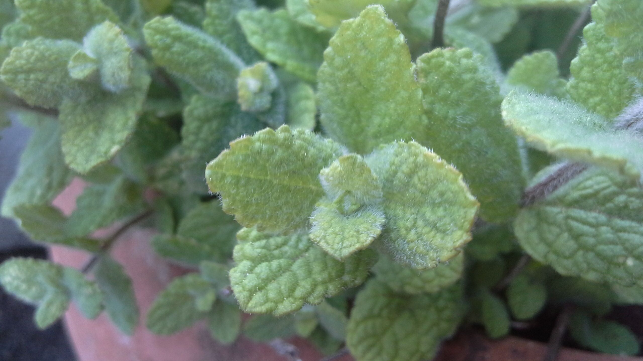 Almaillatú menta