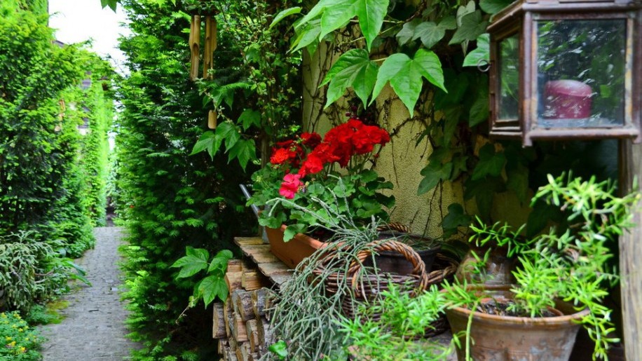 A kert, ami gyógyít: a terapeuta növényei