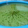 Kerti medence: így védekezhetsz az algák ellen