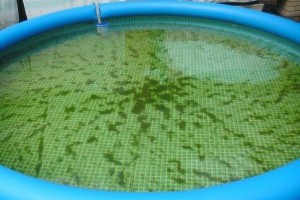 Kerti medence: így védekezhetsz az algák ellen