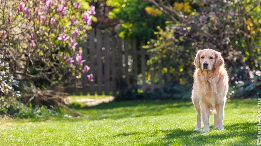 Kutya mellett hogyan lehet szép kertünk?