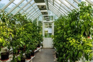 A kerti üvegházak előnyei! Egész évben friss zöldségek és gyümölcsök