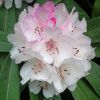 Tudnivalók a Rhododendron ültetéséhez