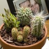 Mini kaktuszkert készítése!