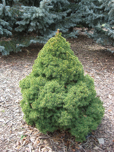 Picea glauca albertiana