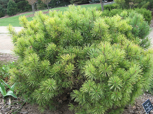 Pinus mugo