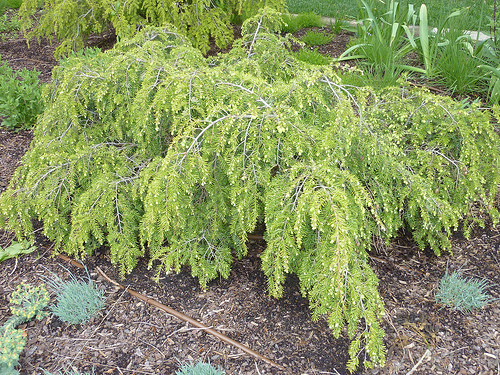 Tsuga canadensis