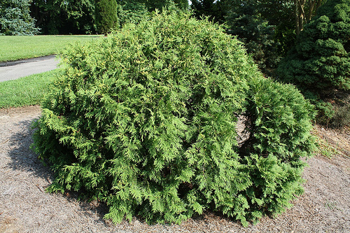 Thuja occidentalis