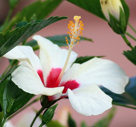 hibiszkusz