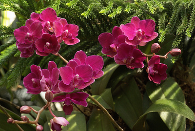 Doritis-orchidea