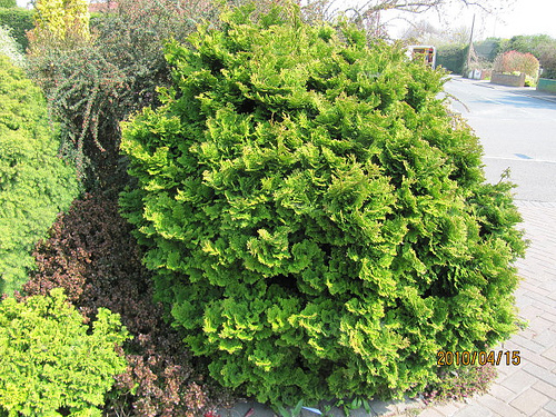 Chamaecyparis obtusa