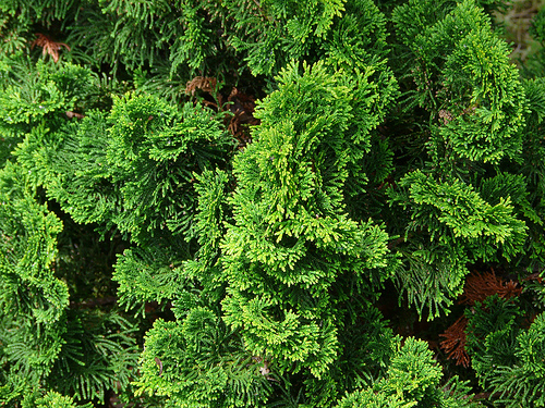 Chamaecyparis obtusa „Nana Gracilis"